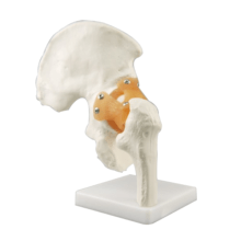 Anatomical human hip joint skeleton model