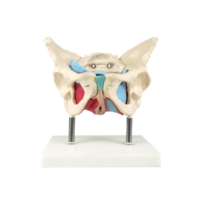 Female Pelvic Cavity Model