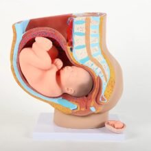 Nine month fetal anatomy model