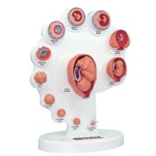 21pcs Part 4D Human Embyro Development Anatomical Model Fetal Growth Organ Medical Teaching