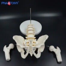 Pelvis Bone Anatomy Model Manikin Medical Science Human Life Size Anatomical Demonstration