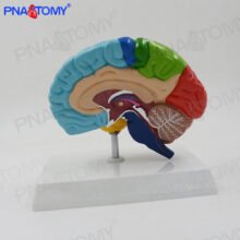 Human Brain Anatomy Model PNT-06121B