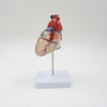 Transparent Human Heart Model