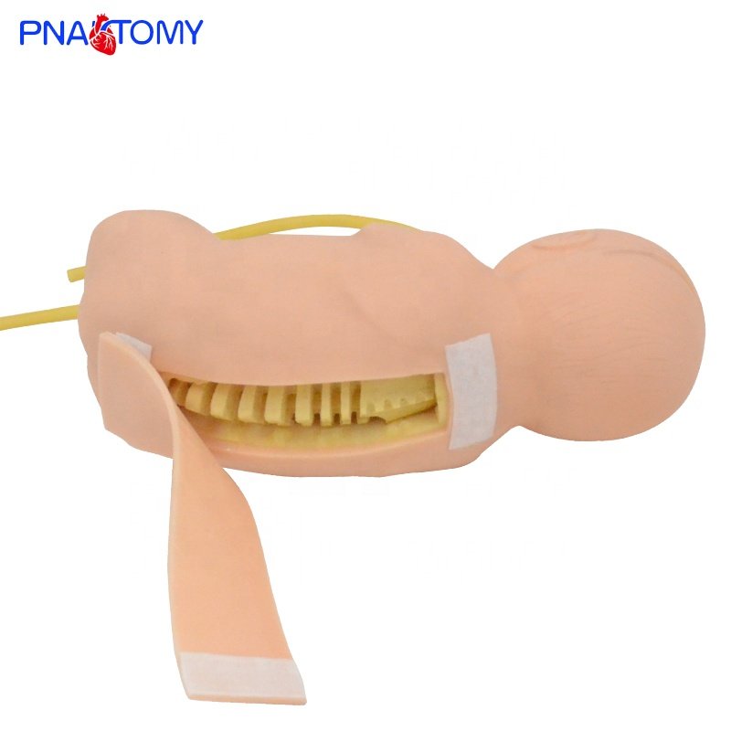 Infant Lumbar Puncture Practice Model PNT-TB06