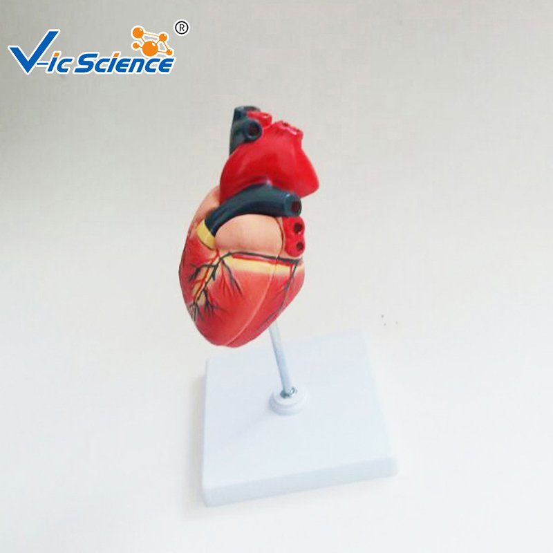 Medical teaching 2 Part Plastic Cardiac anatomical model