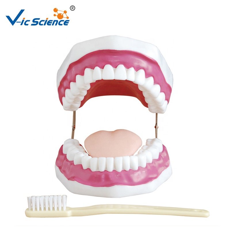 PVC Dental Care  Teeth Anatomical Model (28 Teeth)