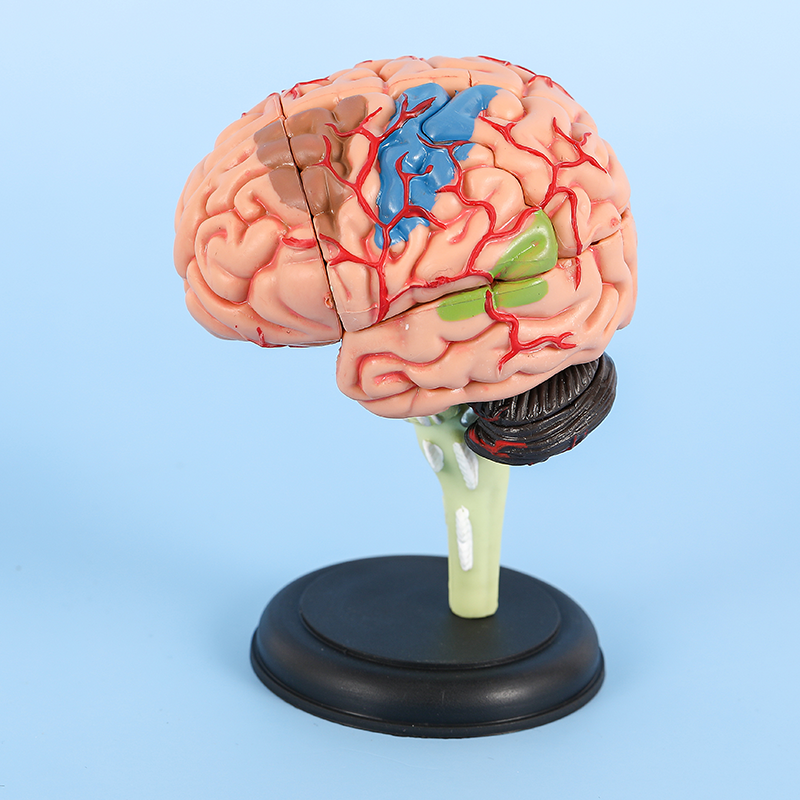 4D 32 parts Human Brain Model