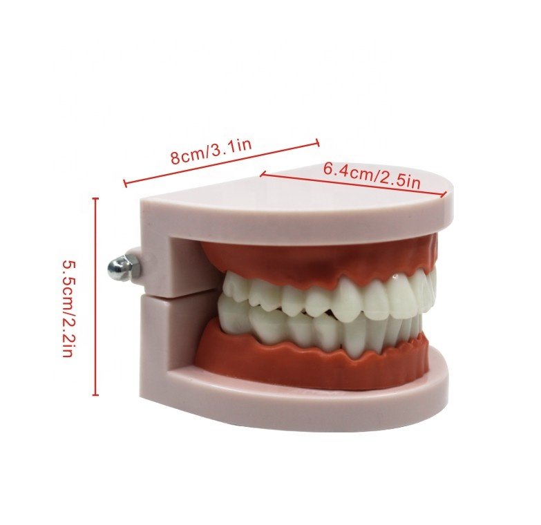 Standard Tooth Model with 28 teeth Practical False Dental Teeth Model